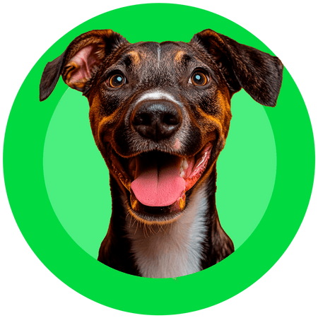 Pets - GR Store