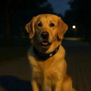 Rastreador GPS para Pets à Prova d'água e Monitoramento Global - Pet Finder4you - GR Store